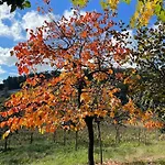Quinta Picouto De Cima Holiday home Guimaraes