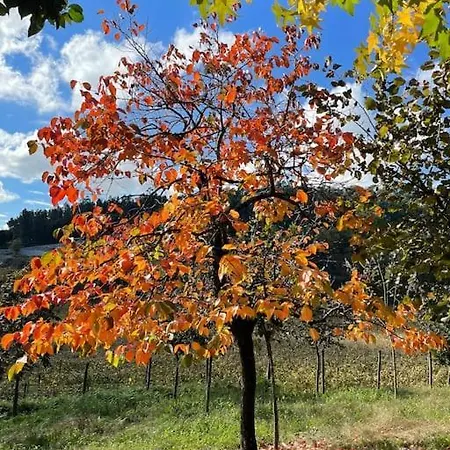 Quinta Picouto De Cima Hébergement de vacances Guimarães