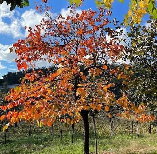 Quinta Picouto De Cima Tatil Evi Guimarães